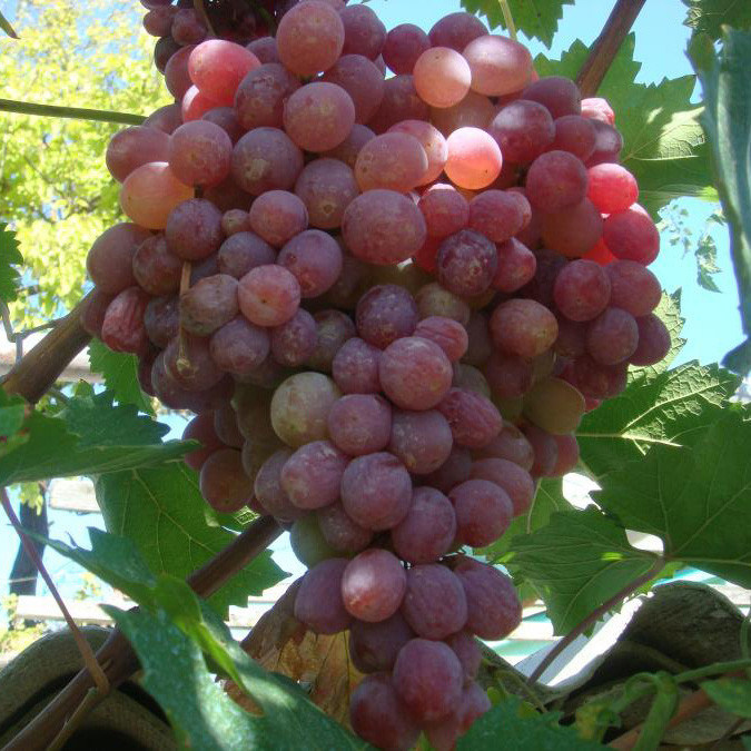 Виноград Тайфи Розовый Фото — Картинки фотографии