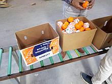 Прямые  поставки апельсинов и мандаринов  из Египта