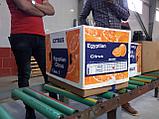 Прямые  поставки апельсинов и мандаринов  из Египта, фото 2