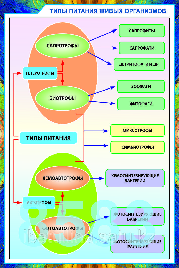 Б.13 Плакаты Введение в экологию, фото 1