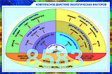 Б.13 Плакаты Введение в экологию, фото 2