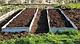 Грядки огородные ЭКО ГРЯДКИ с ЦСП 2400*1200*240 - фото 2 - id-p63701262