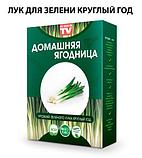 Чудо-набор для выращивания овощей и зелени дома «Сказочный огород круглый год» без ГМО (Помидоры), фото 5