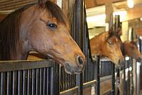 Кормовая химия