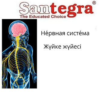 Нервная система