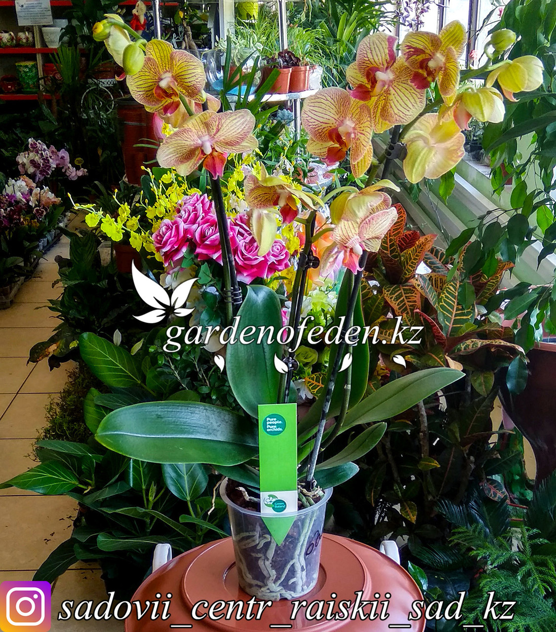 Орхидея "Фаленопсис" (в пластиковом транспортировочном горшке) - фото 1 - id-p64007861