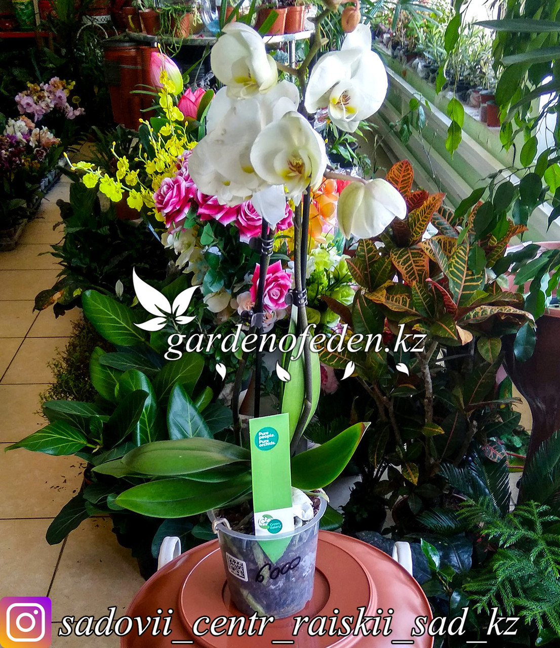Орхидея "Фаленопсис" (в пластиковом транспортировочном горшке) - фото 1 - id-p64008491
