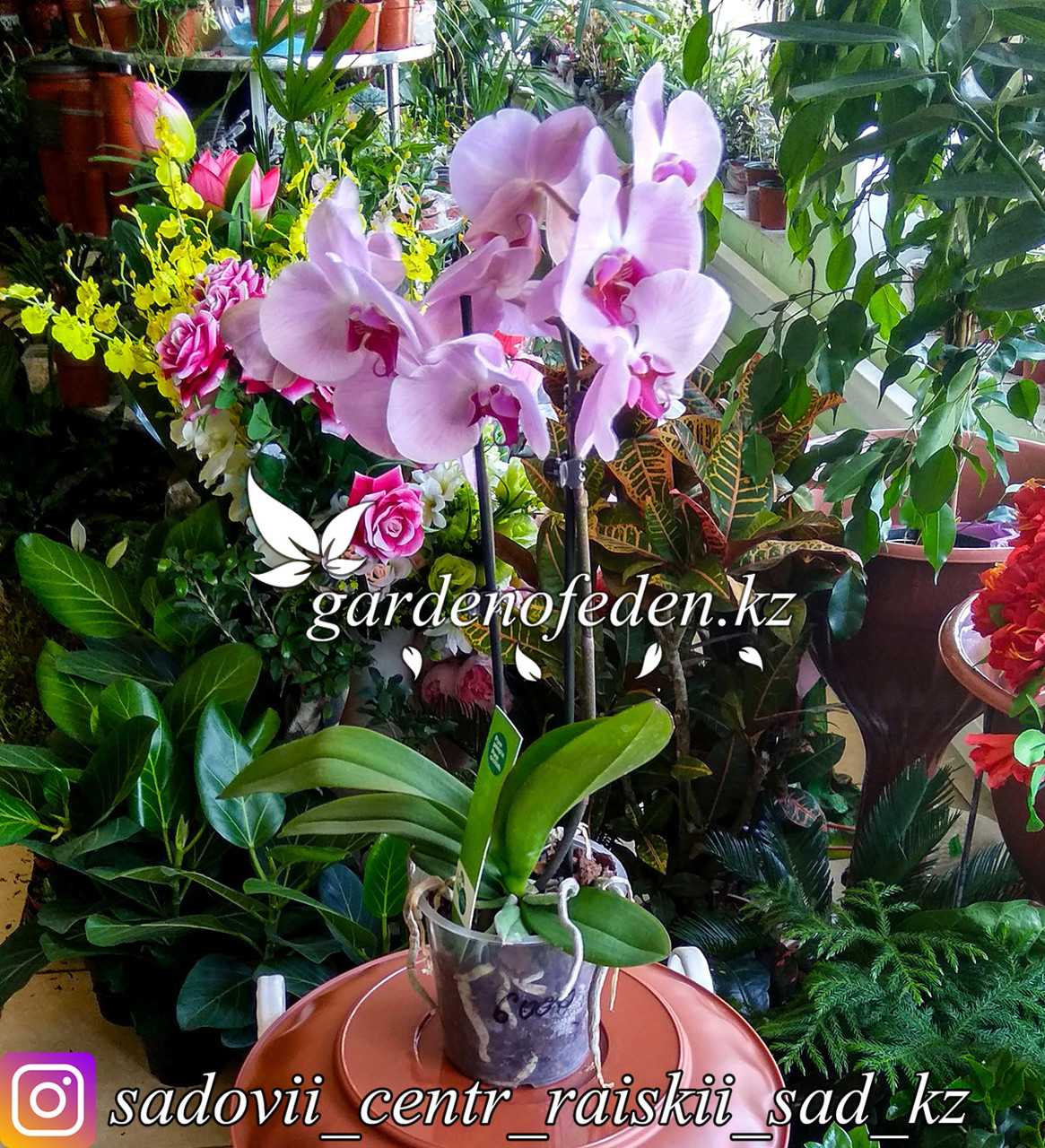 Орхидея "Фаленопсис" (в пластиковом транспортировочном горшке) - фото 1 - id-p64008496