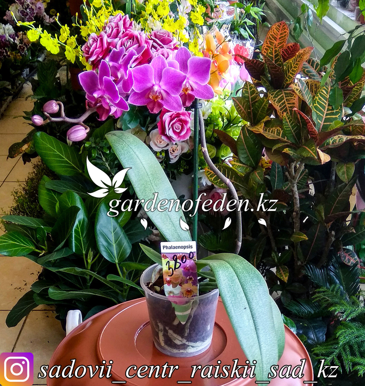 Орхидея "Фаленопсис" (в пластиковом транспортировочном горшке) - фото 1 - id-p64008498