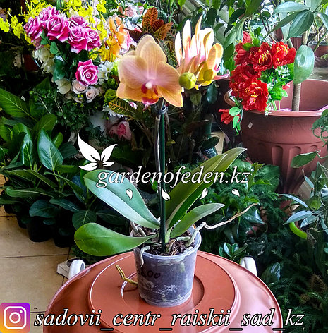 Орхидея "Фаленопсис" (в пластиковом транспортировочном горшке), фото 2