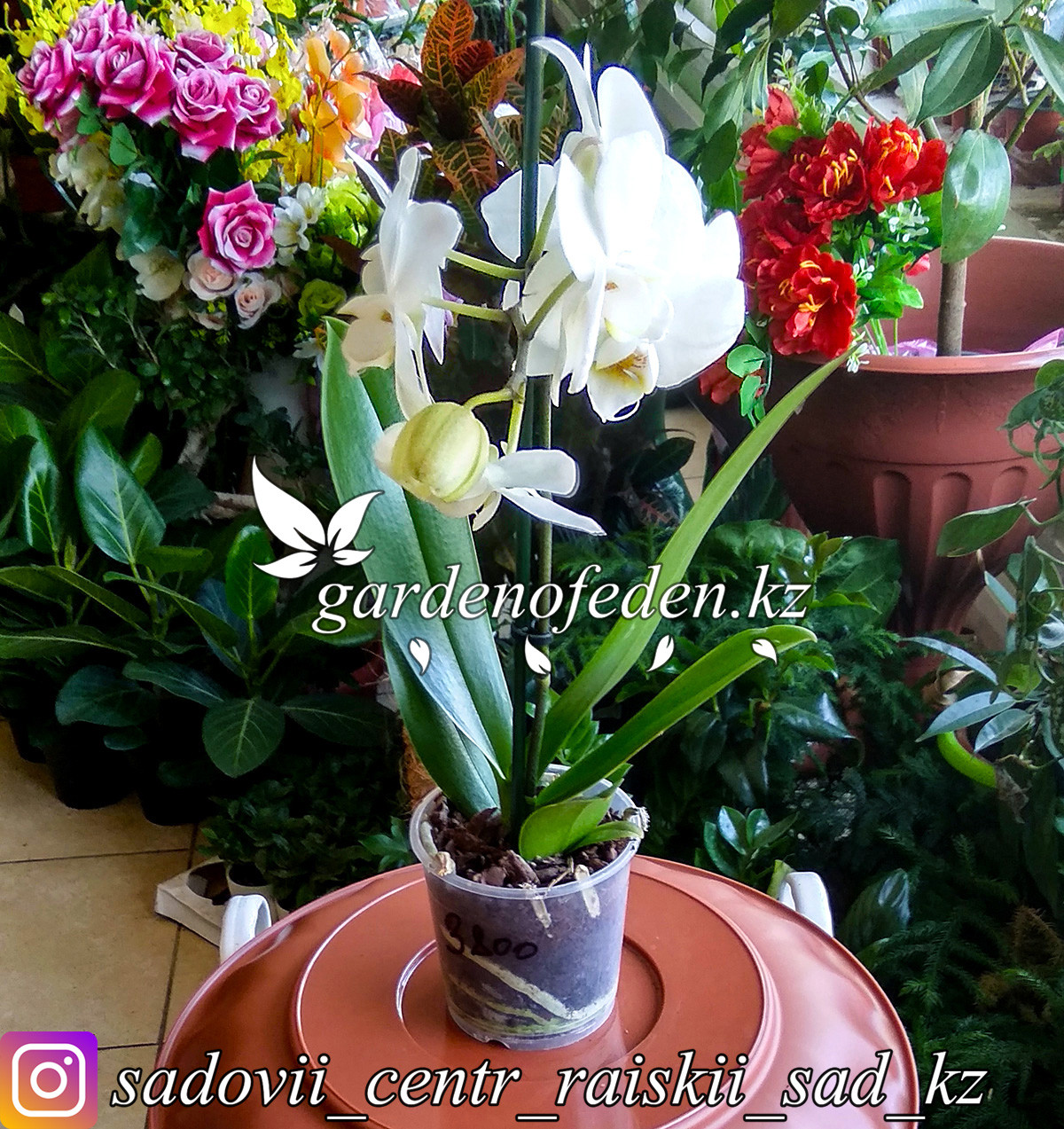 Орхидея "Фаленопсис" (в пластиковом транспортировочном горшке) - фото 1 - id-p64008505