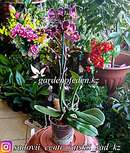 Орхидея "Фаленопсис" (в пластиковом транспортировочном горшке)