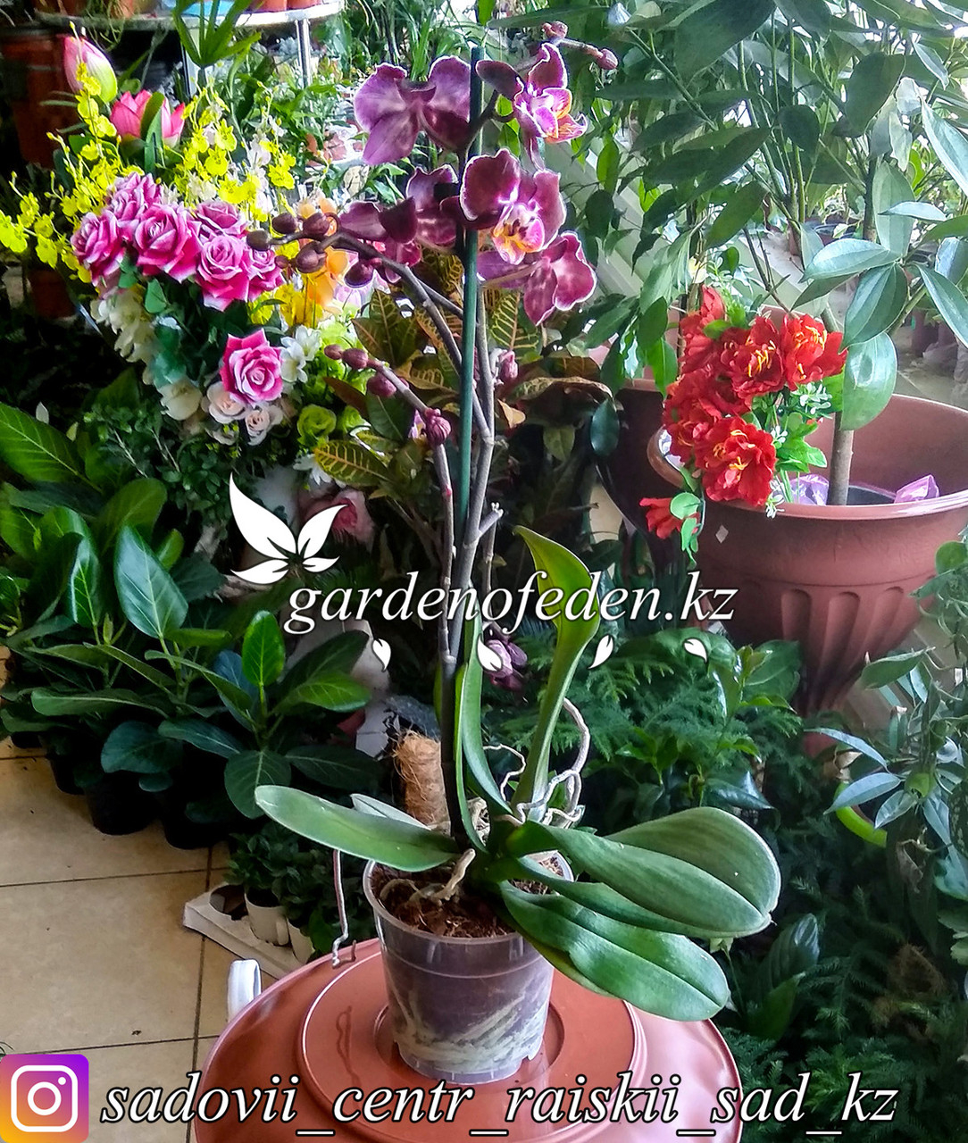 Орхидея "Фаленопсис" (в пластиковом транспортировочном горшке) - фото 1 - id-p64008511