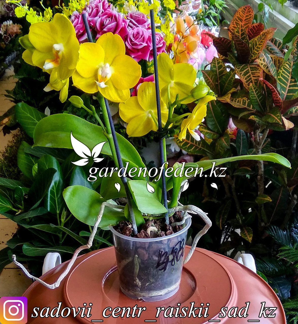 Орхидея "Фаленопсис" (в пластиковом транспортировочном горшке) - фото 1 - id-p64008521