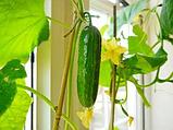 Комплект чудо-грядок для выращивания овощей и зелени «Домашний салат круглый год», фото 7