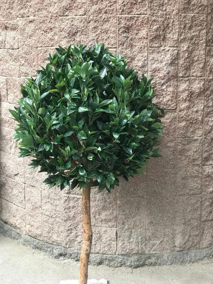 Лавровое Дерево Купить Екатеринбург