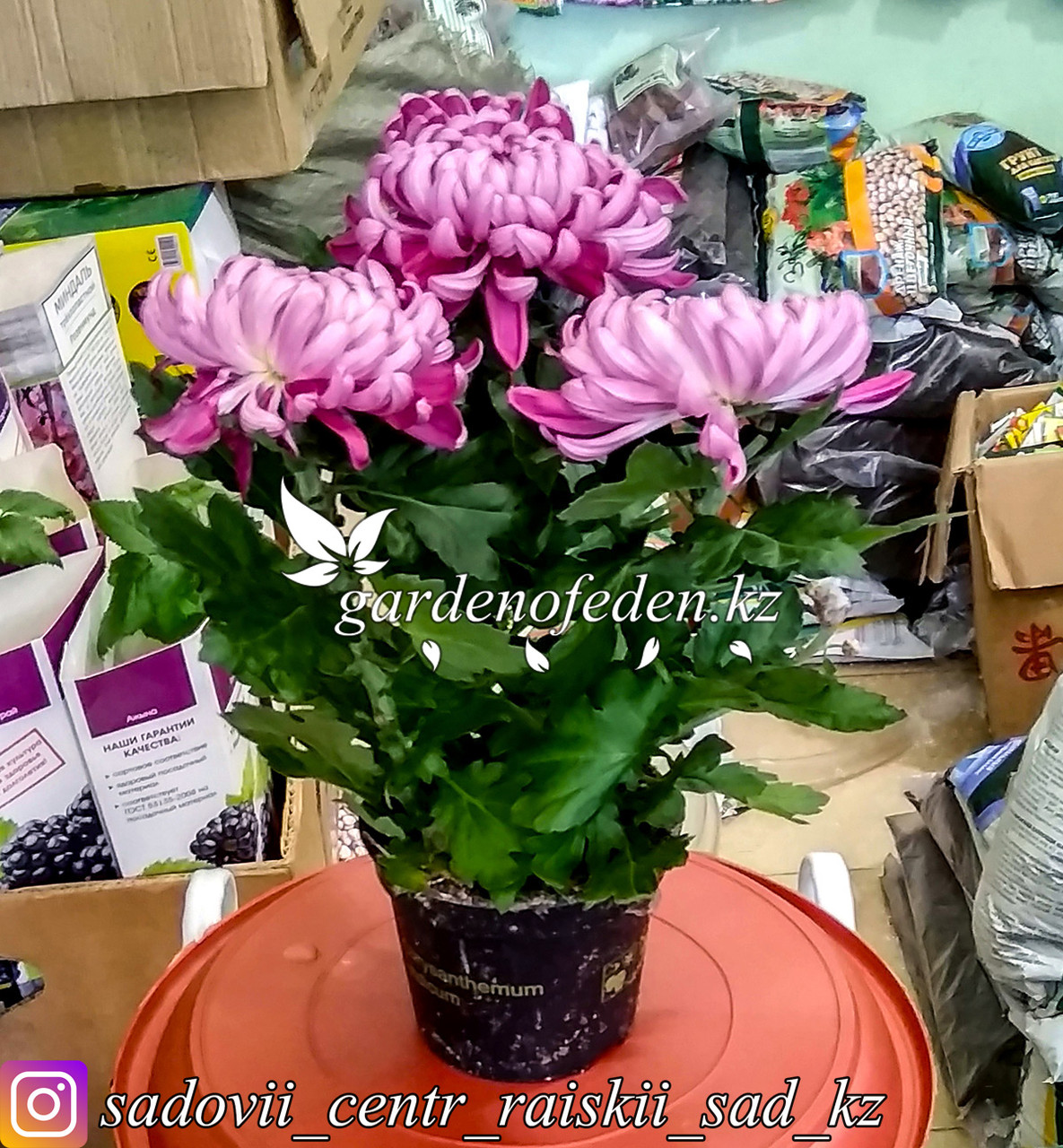 Хризантема (в пластиковом транспортировочном горшке) купить в Таразе по ...