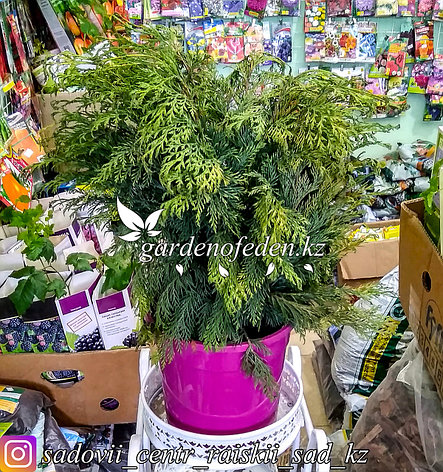 Туя (в пластиковом кашпо) купить в Таразе по низкой цене