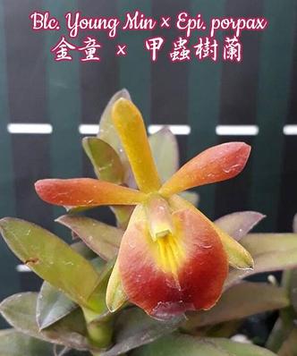 Орхидея азиатская. Под Заказ! Blc. Young Min × Epi. porpax. Размер: 2,5"., фото 2