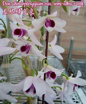 Орхидея азиатская. Под Заказ! Den. rhodopterygium var. semi-alba × self. Размер: не указан., фото 2