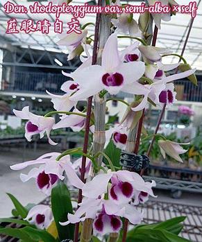 Орхидея азиатская. Под Заказ! Den. rhodopterygium var. semi-alba × self. Размер: не указан., фото 2