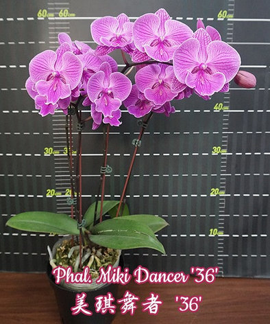 Орхидея азиатская. Под Заказ! Phal. Miki Dancer "36". Размер: не указан., фото 2