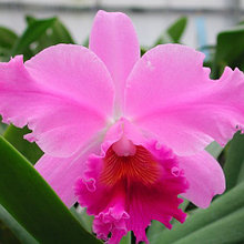 Орхидея Каттлея (C.)