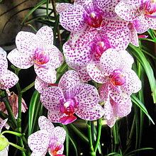 Орхидея Фаленопсис (Phal.)
