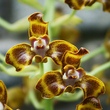 Другие подвиды Орхидных