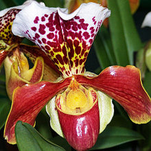 Орхидея Пафиопедилум (Paph.)