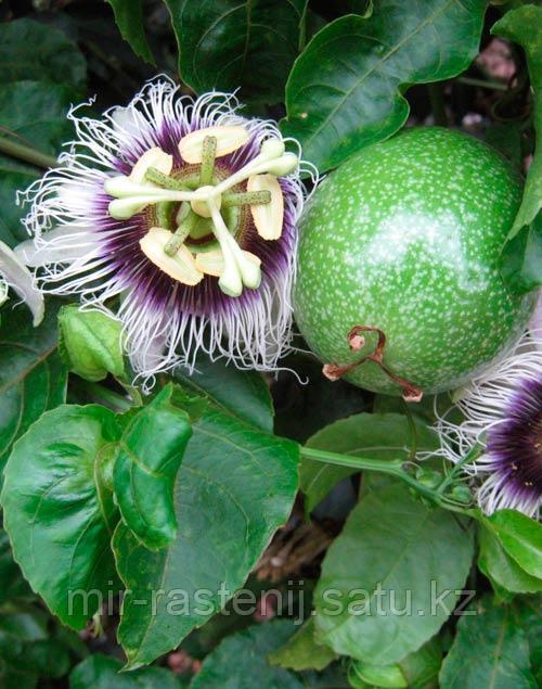 Маракуйя или Passiflora Сaerulia - фото 2 - id-p64645484