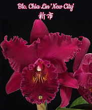 Орхидея азиатская. Под Заказ! Blc. Chia Lin "New City". Размер: 2.5".