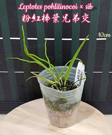 Орхидея азиатская. Под Заказ! Leptotes pohlitinocoi × sib. Размер: 1.7"., фото 2