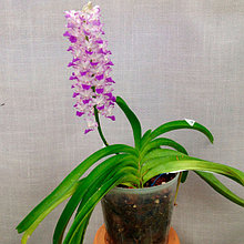 Орхидея Ринхостилис (Rhy.)