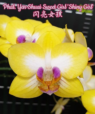 Орхидея азиатская. Под Заказ! Phal. Yen Shuai Sweet Girl "Shiny Girl". Размер: 3"., фото 2