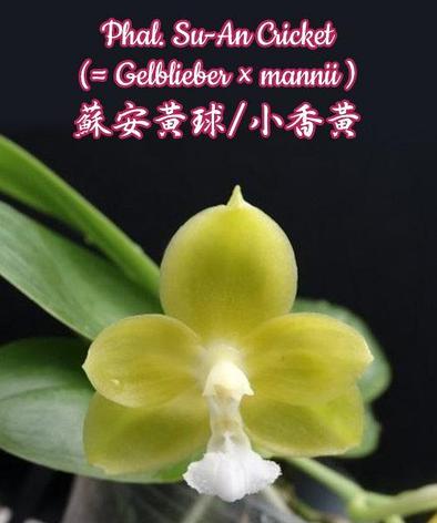 Орхидея азиатская. Под Заказ! Phal. Su-An Cricket (Gelblieber × mannii). Размер: 2.5"., фото 2