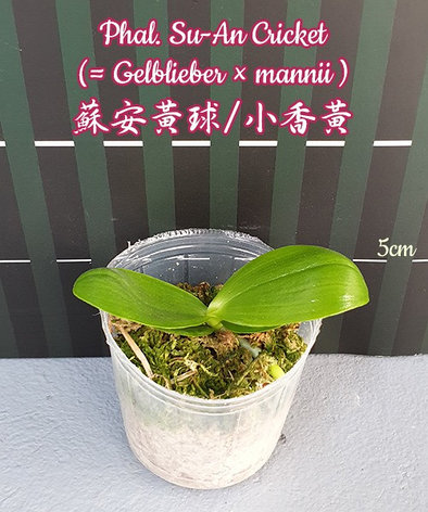 Орхидея азиатская. Под Заказ! Phal. Su-An Cricket (Gelblieber × mannii). Размер: 2.5"., фото 2