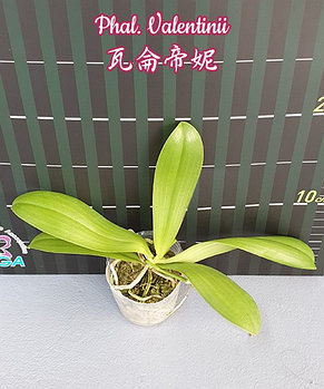 Орхидея азиатская. Под Заказ! Phal. Valentinii. Размер: 2.5"., фото 2