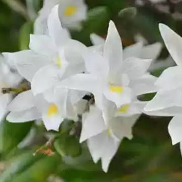 Орхидея азиатская. Под Заказ! Den.crumenatum. Размер: не указан.