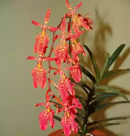 Орхидея азиатская. Под Заказ! Ren.citrina x Ren.imshootiana. Размер: не указан., фото 2