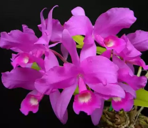 Орхидея азиатская. Под Заказ! C.skinneri x sib. Размер: не указан.