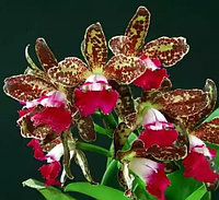 Орхидея азиатская. Под Заказ! C.Landate x sib. Размер: не указан.
