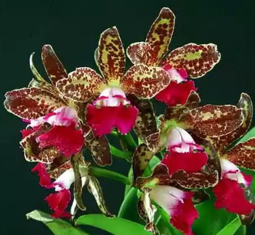 Орхидея азиатская. Под Заказ! C.Landate x sib. Размер: не указан., фото 2