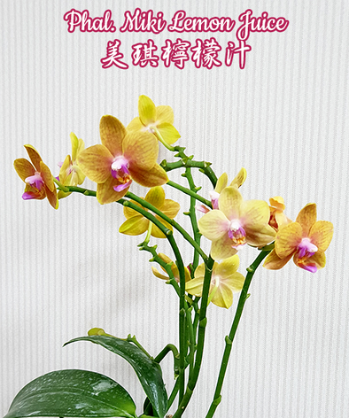 Орхидея азиатская. Под Заказ! Phal. Miki Lemon Juice. Размер: не указан., фото 2