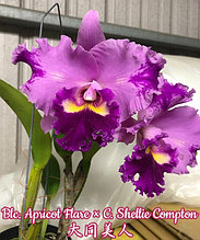 Орхидея азиатская. Под Заказ! Blc. Apricot Flare × C. Shellie Compton. Размер: 3.5".