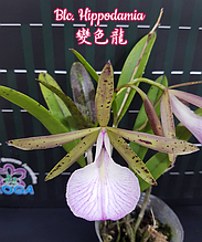 Орхидея азиатская. Под Заказ! Blc. Hippodamia. Размер: 2.5".