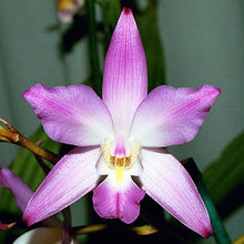 Орхидея Лелия (L.)