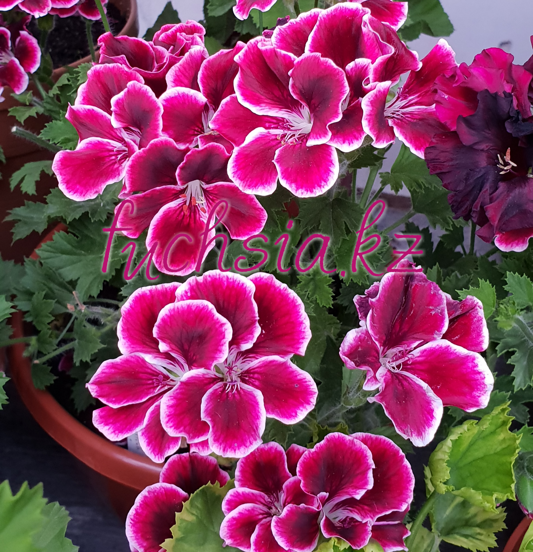 Black Prince