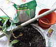 Уход и комплексное обслуживание комнатных растений, фото 5