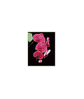 Картины по номерам Розовая орхидея 40х50 см